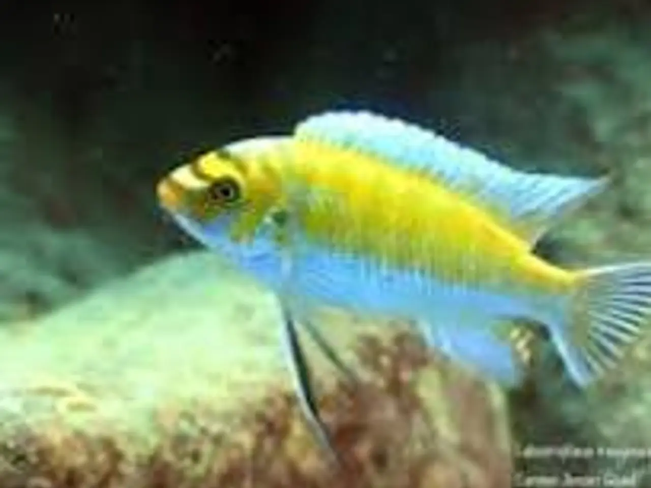 Billede 1 - Trewavasae Chitande (Mbuna)