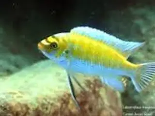 Trewavasae Chitande (Mbuna)