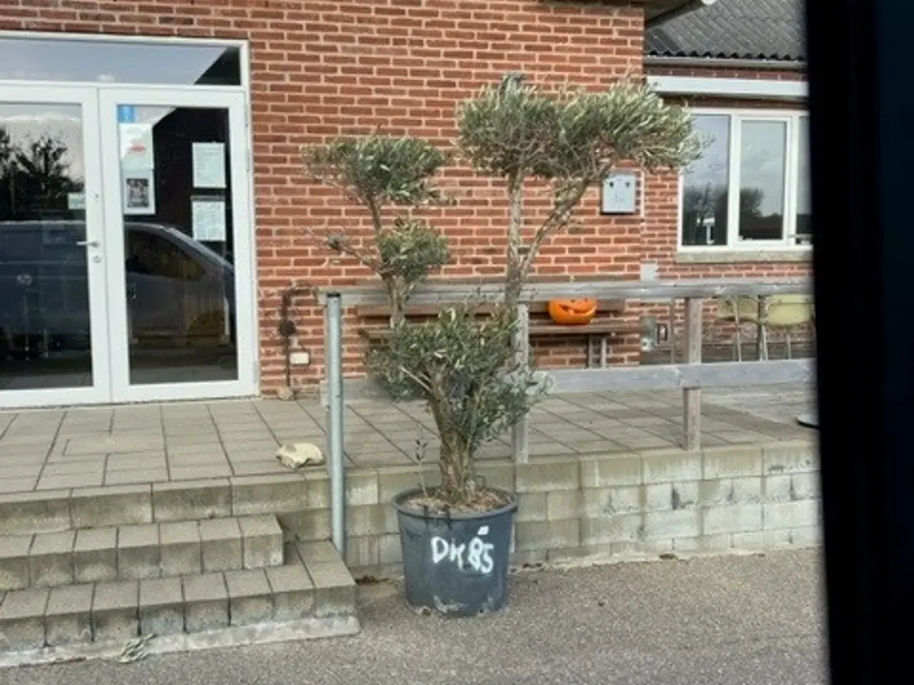 Billede 2 - OLIVENTRÆ I POTTE 200CM