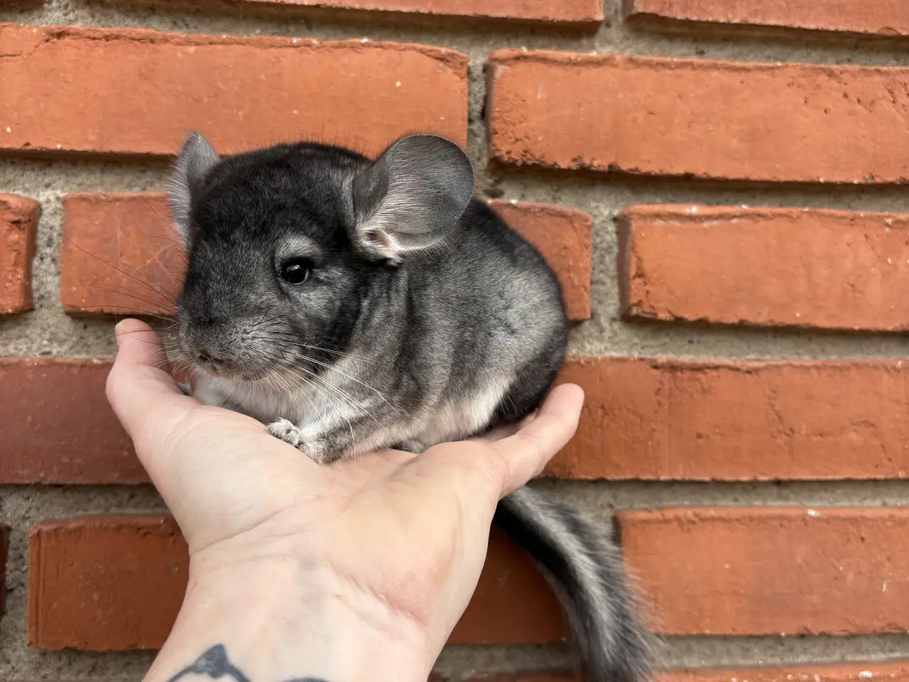 Billede 3 - HAN Pure grey chinchilla