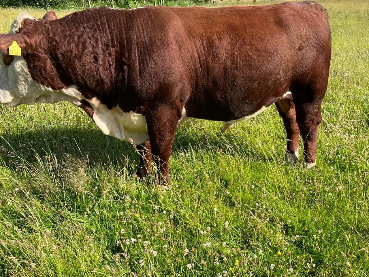 Billede 2 - Hereford avlstyr på 20 mdr