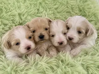 Skønne hvalpe Pudel / Shih Tzu