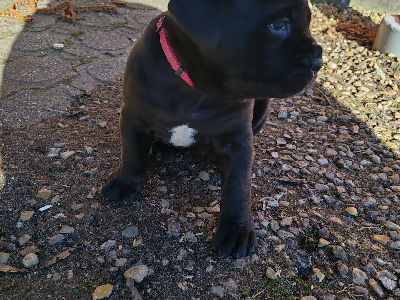 Billede 2 - Cane Corso