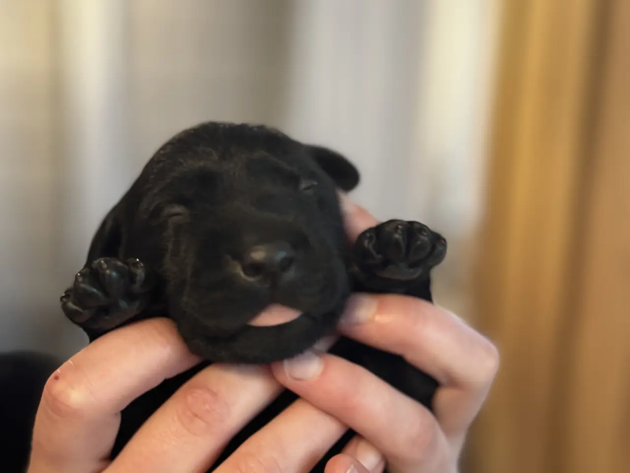 Billede 2 - F1 labrador hvalpe! Med stamtavle
