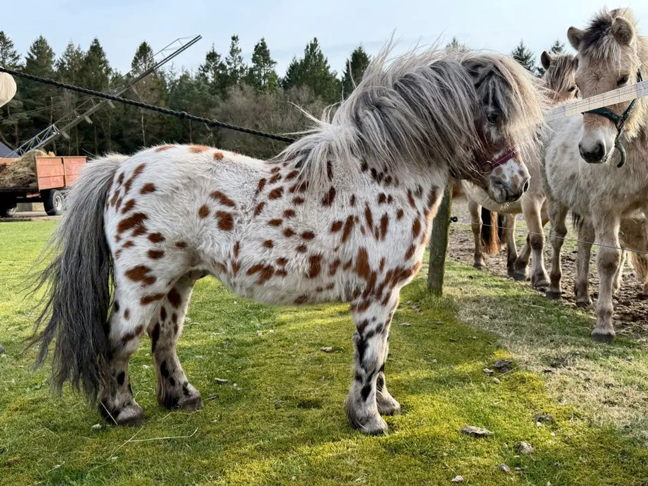 Billede 4 - Lille Knabstrupper Hingst