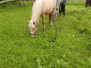 Palomino vallak fra april 2022