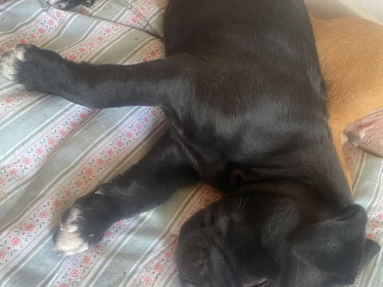 Billede 6 - Presa canario bl. Stor familiehund