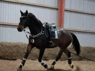 Chancehest på 10 år sælges