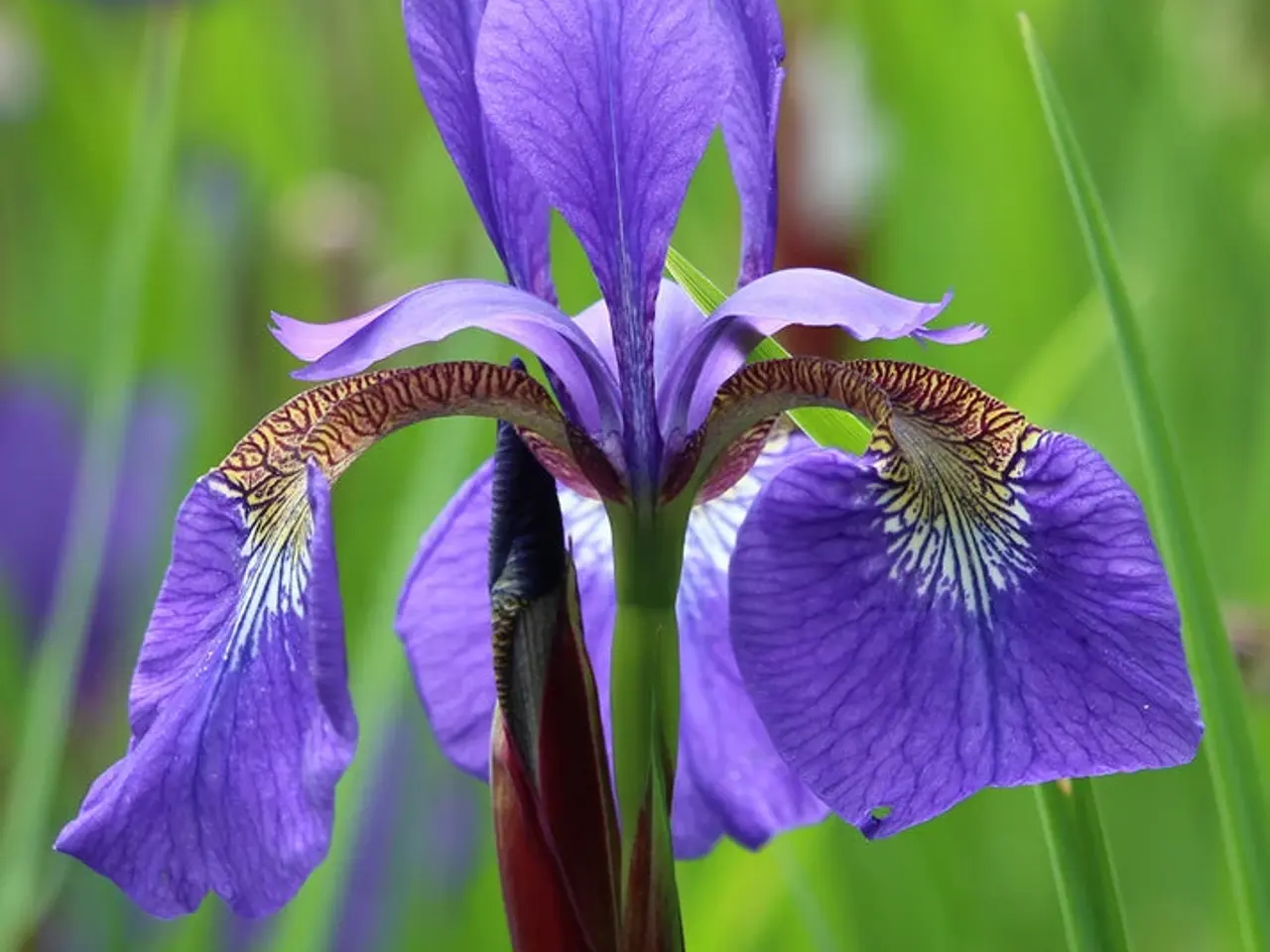 Billede 1 - Blå iris m.flotte blå blomster 