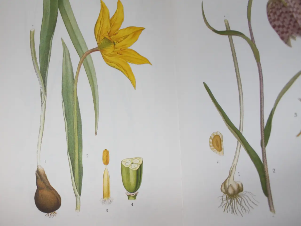 Billede 7 - Nordens flora bind 1 - 10