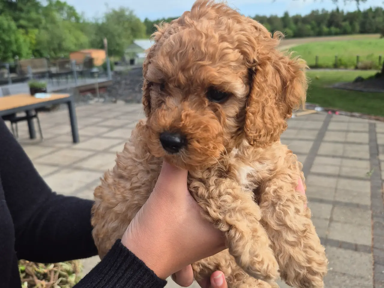 Billede 2 - Cockapoo hanhvalp