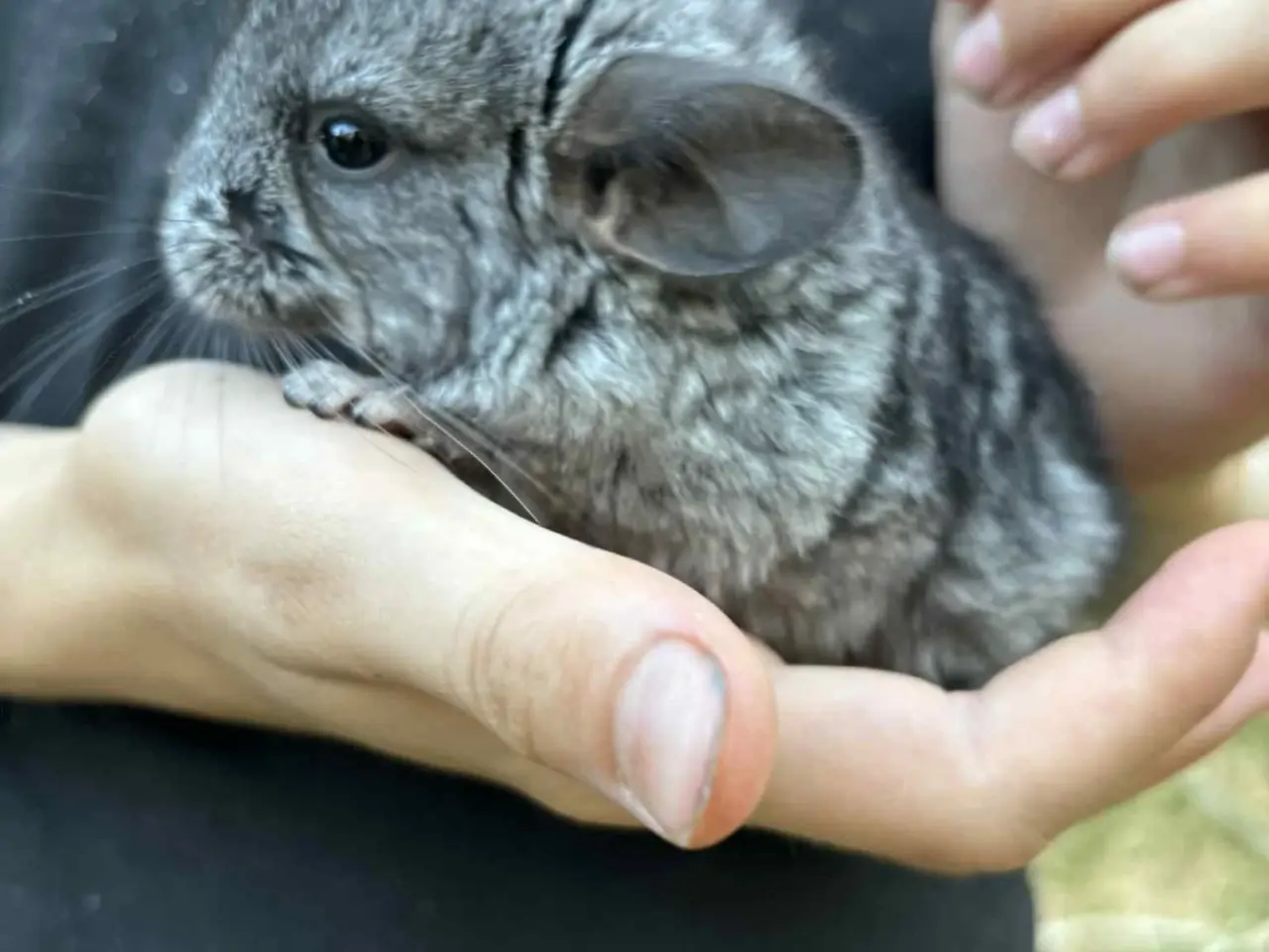 Billede 2 - Chinchilla unger