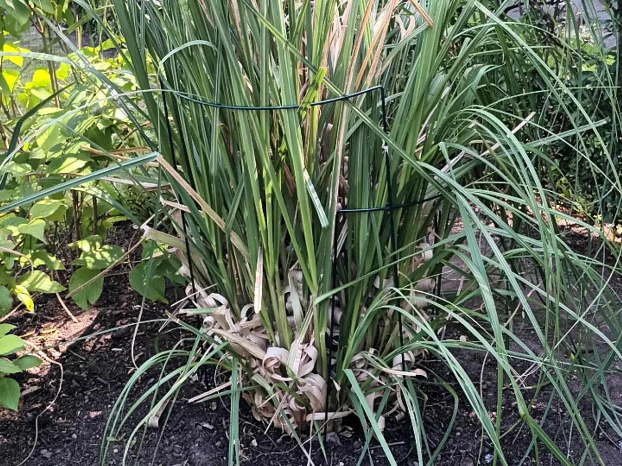 Billede 2 - Pampas hvid GRATIS TIL AFHENTNING