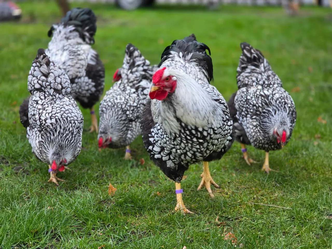Billede 4 - Rugeæg til salg 🐔🥚fra Silver Laced Wyandotte