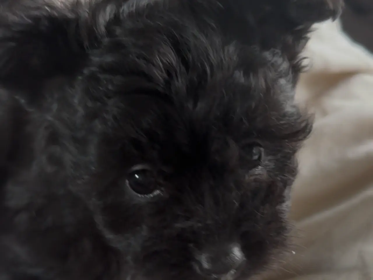 Billede 3 - Pomapoo tæve