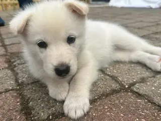 Blandingshvalpe Husky / Malamute/ Samojede - 4