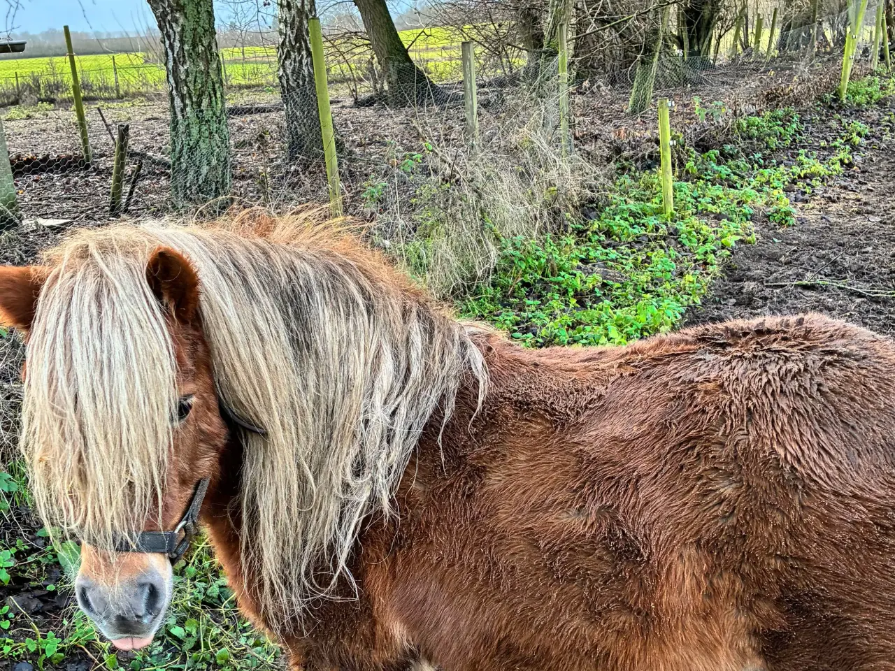 Billede 3 - Hingst Sælges