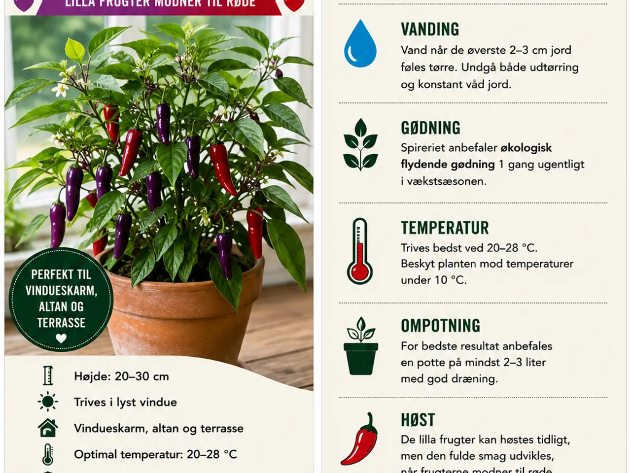 Billede 10 - Vinduesplanter, agurk, tomat, chili, peberfrugt