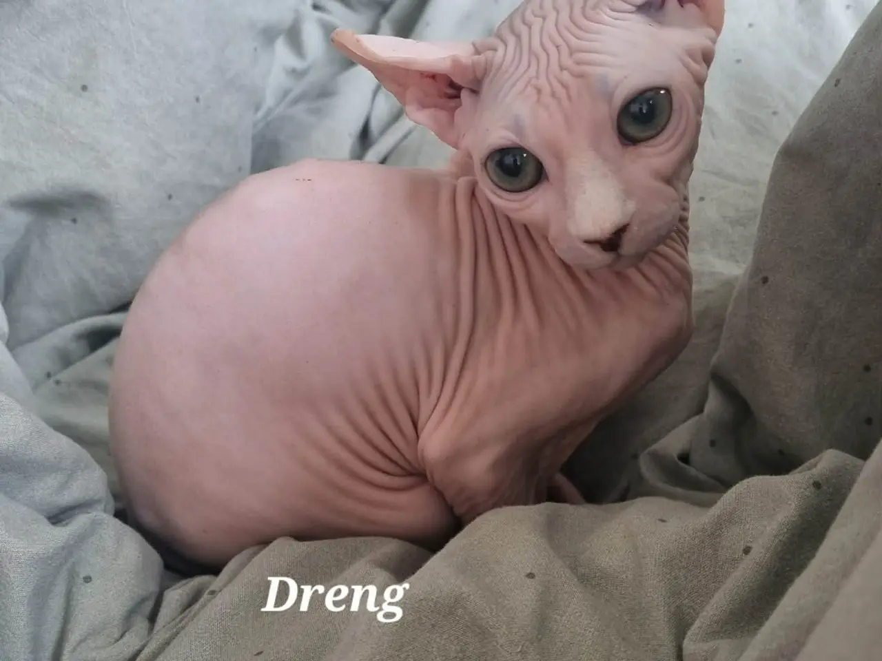 Billede 2 - Sphynx killinger