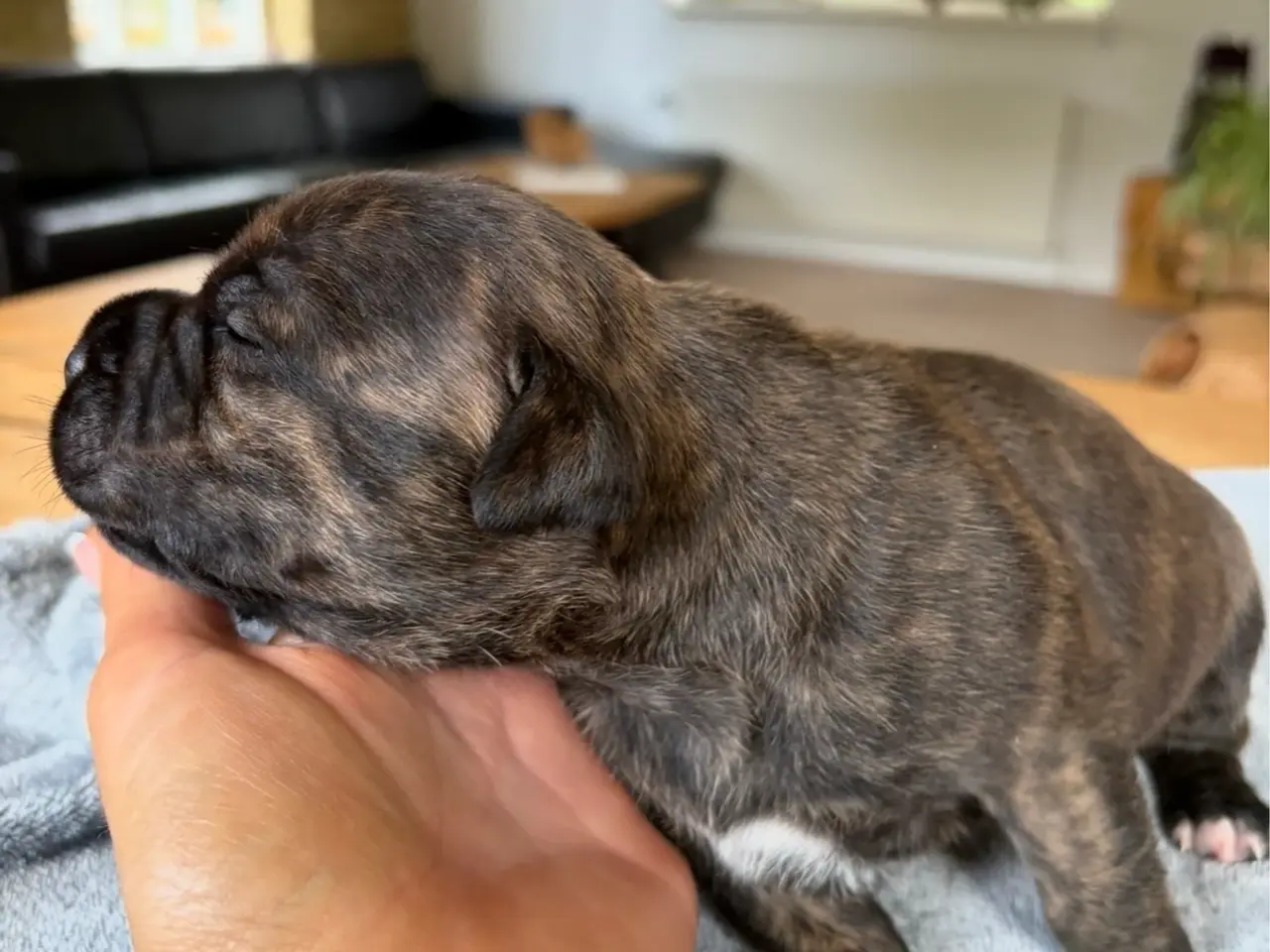 Billede 11 - Engelsk Staffordshire Bull terrier 