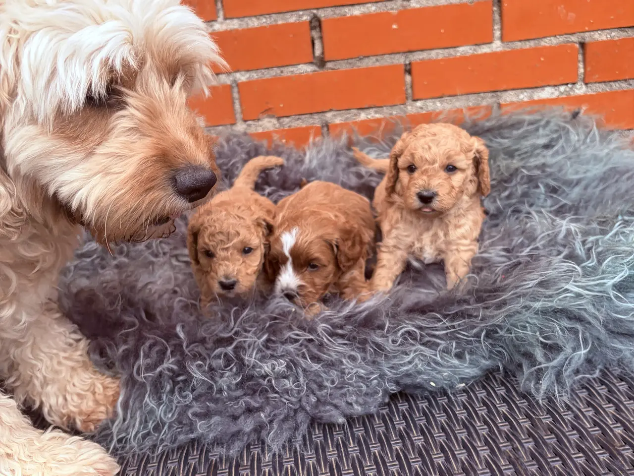 Billede 14 - 3 smukke Cavapoo drenge