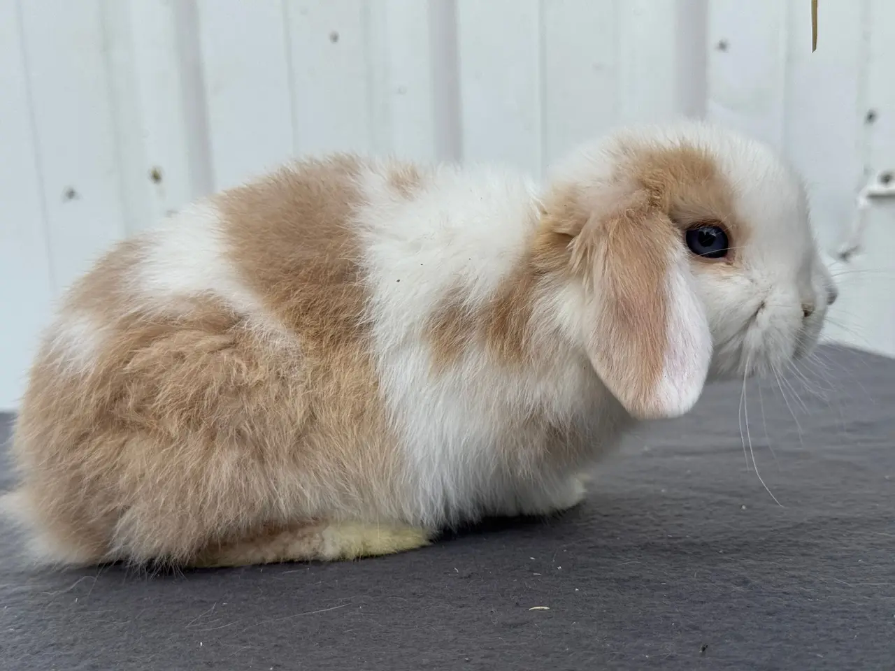 Billede 5 - Mini lops hanner