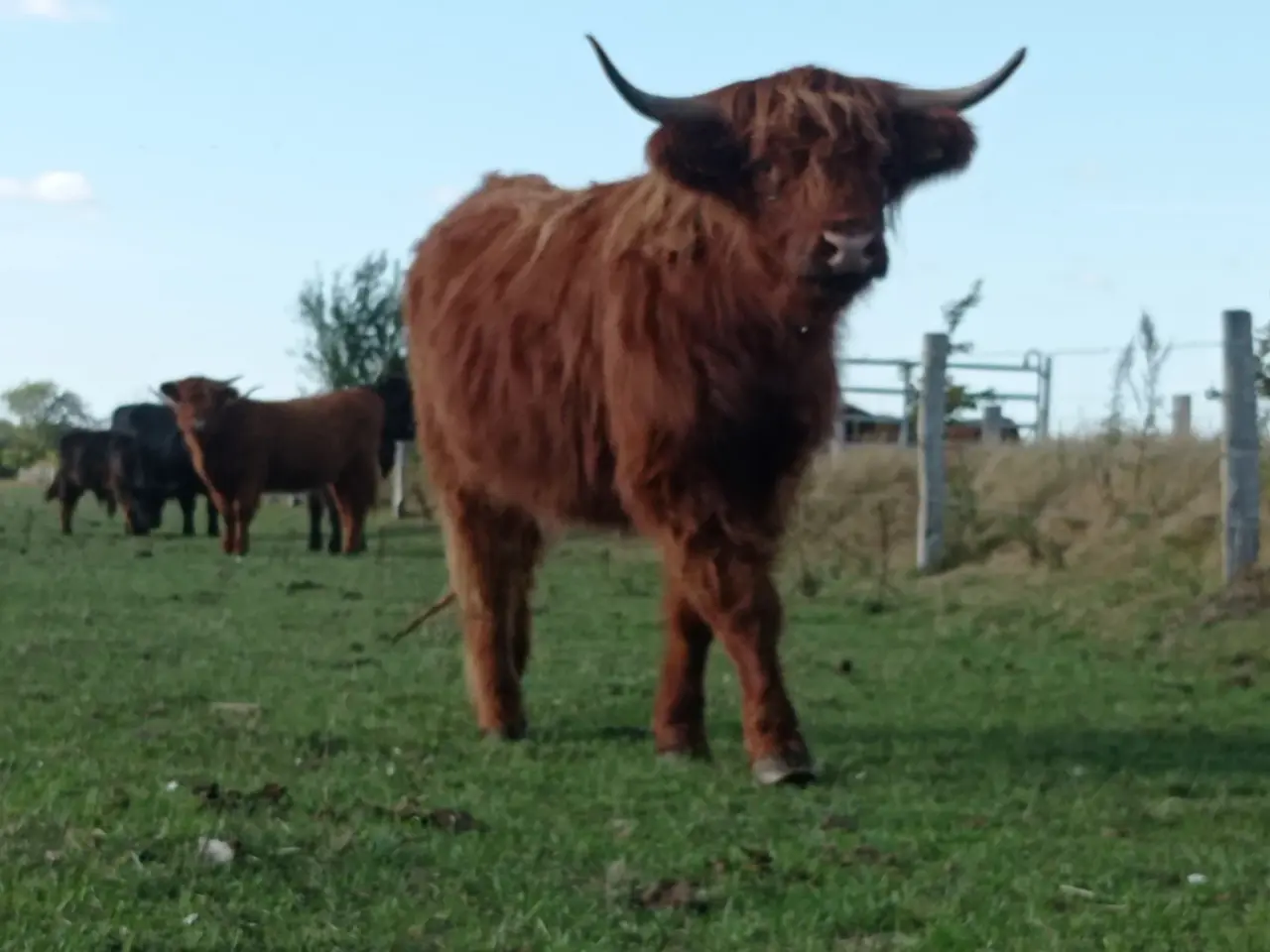 Billede 4 - Skotsk højlandskvæg highland cattle
