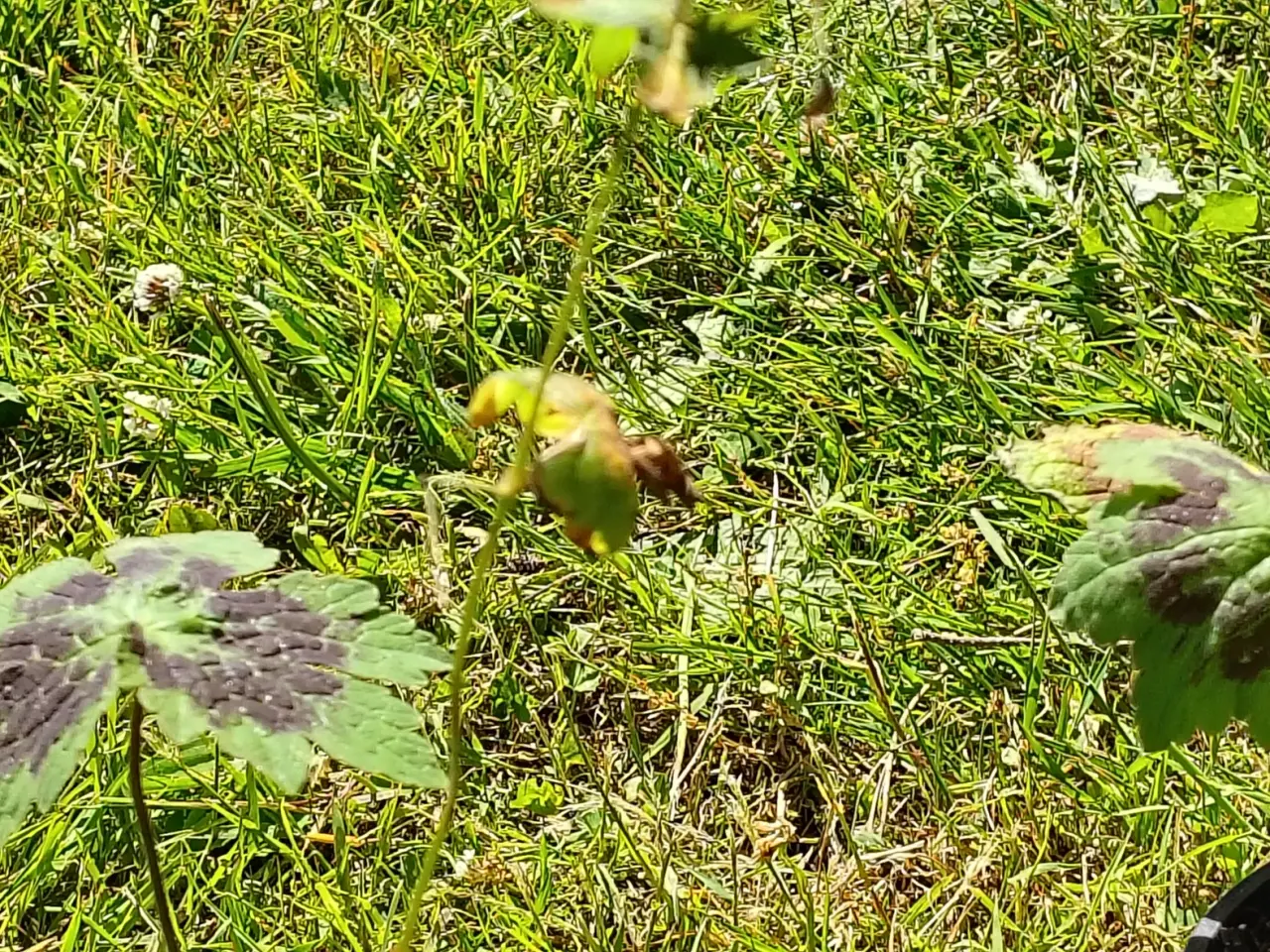 Billede 6 - Geranium m små mørkerøde blomster