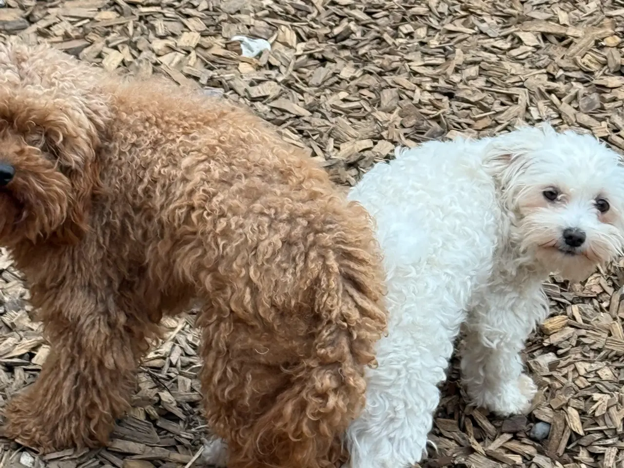 Billede 2 - 🐶 MALTIPOO startklar nu🐶🍀