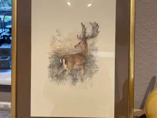 Mads Stage billede af dåhjort