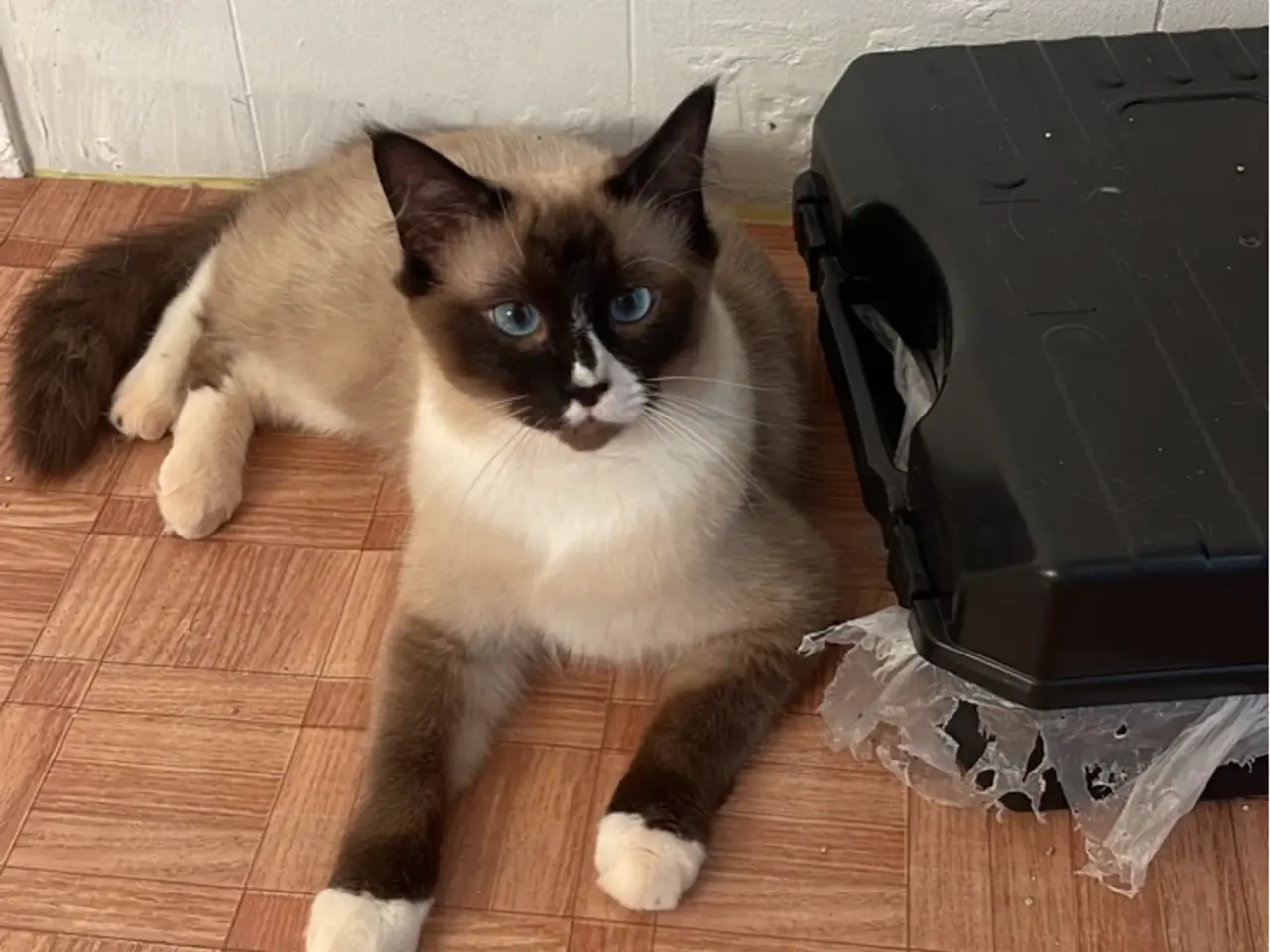 Billede 3 - Smuk ren Ragdoll-hankat tilbydes til parring 🐾💙