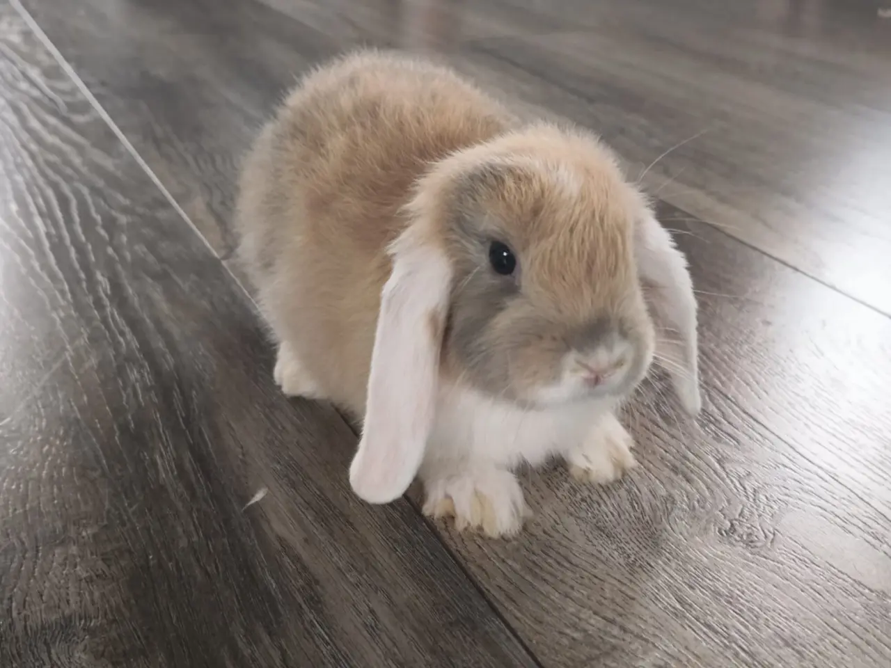 Billede 1 - 2 Sød og kærlig mini lop kaninunge 🐰