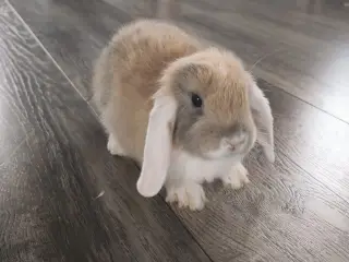 Sød og kærlig mini lop kaninunge 🐰