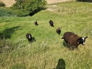 Zwartsbles gimmer og vædderlam sælges M 3