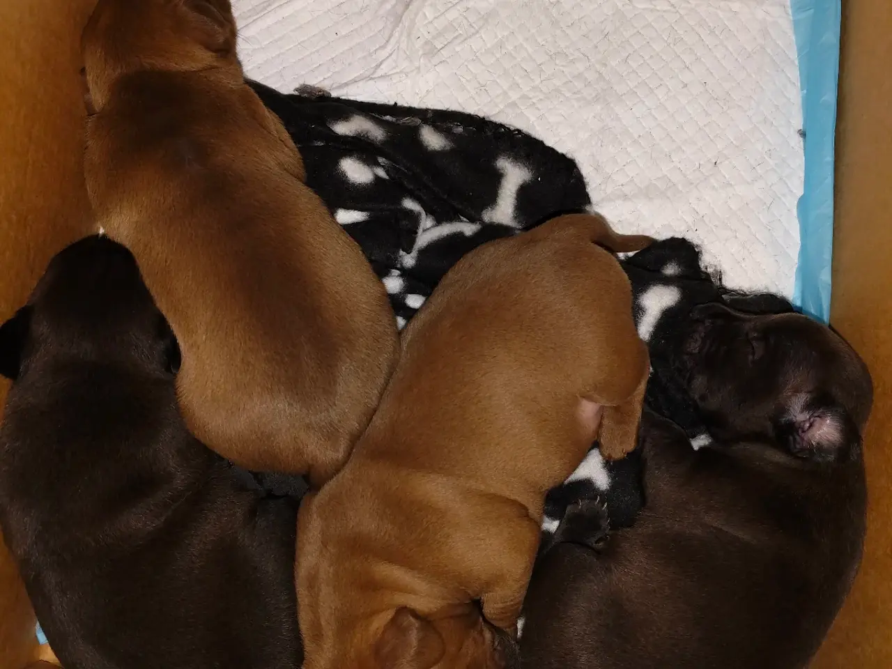 Billede 2 - Patterdaleterrier hvalpe