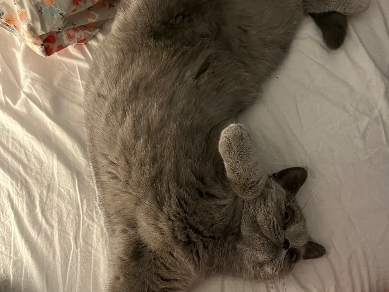 Billede 6 - British shorthair katte sælges