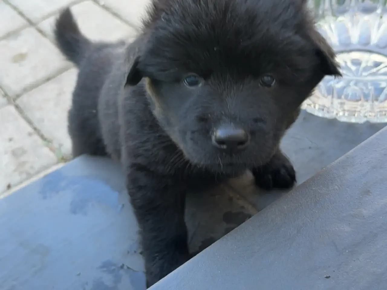 Billede 7 - Blandings hvalpe eurasier/golden