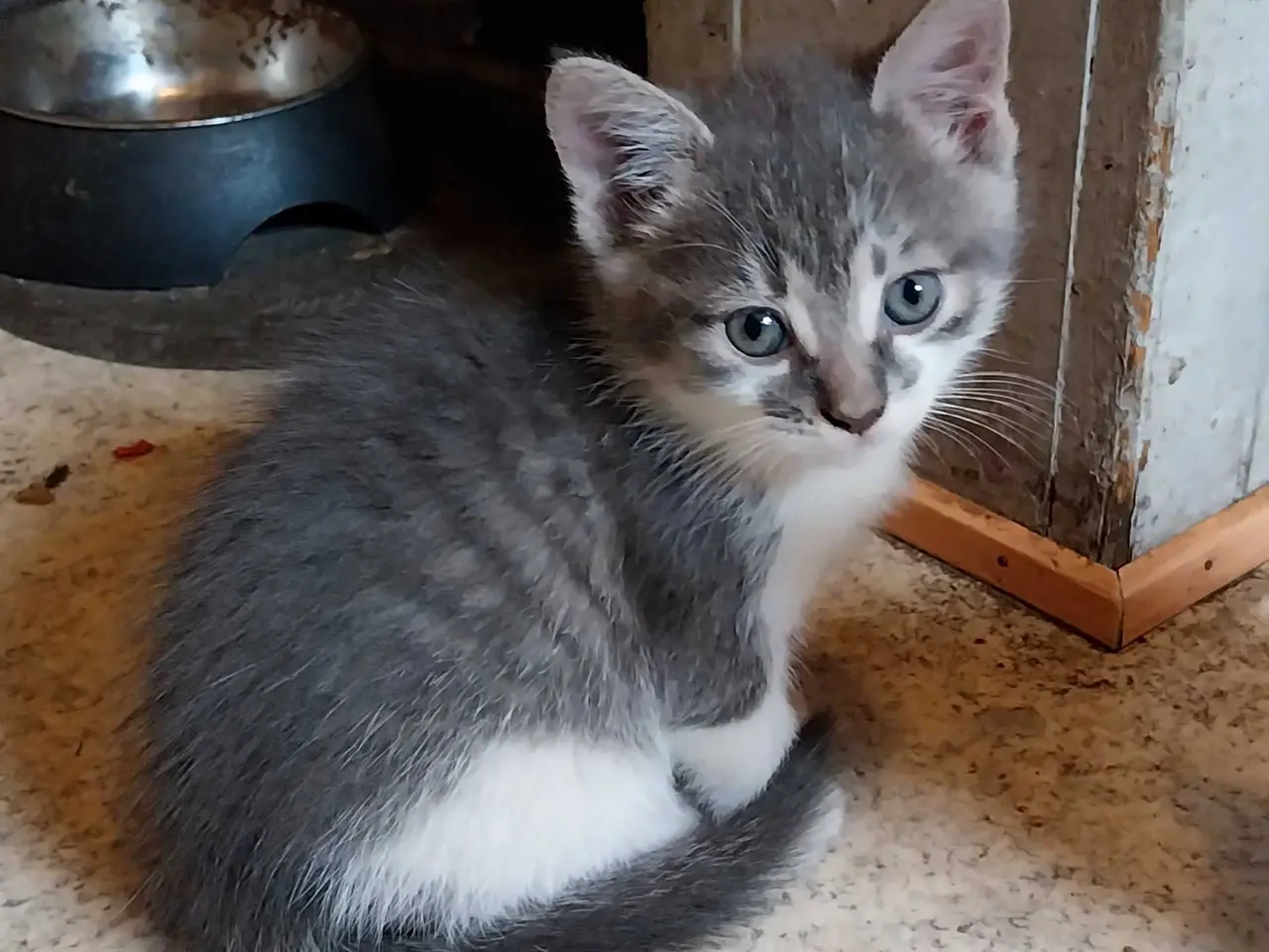Billede 1 - Søde katte killinger
