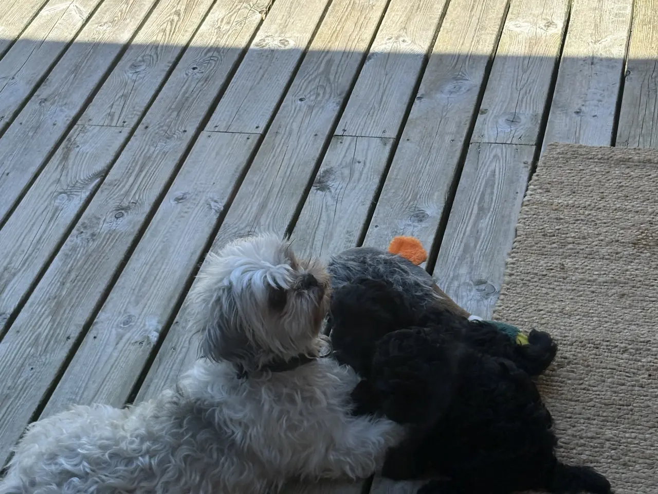 Billede 4 - 🐾 Shih-Poo hvalpe – 2 kærlige drenge klar til ny