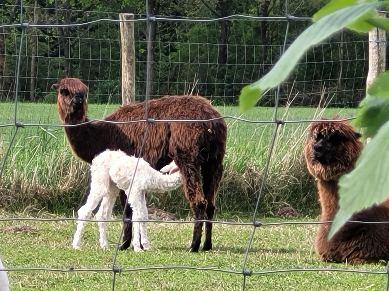 Billede 8 - Alpaca div. suri sælges