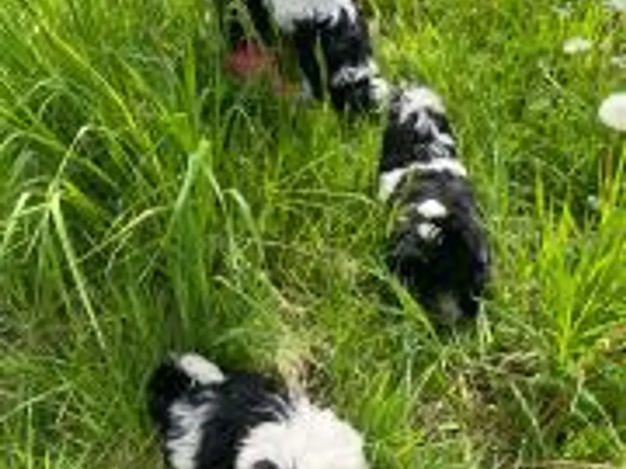 Billede 2 - Shih Tzu hvalpe