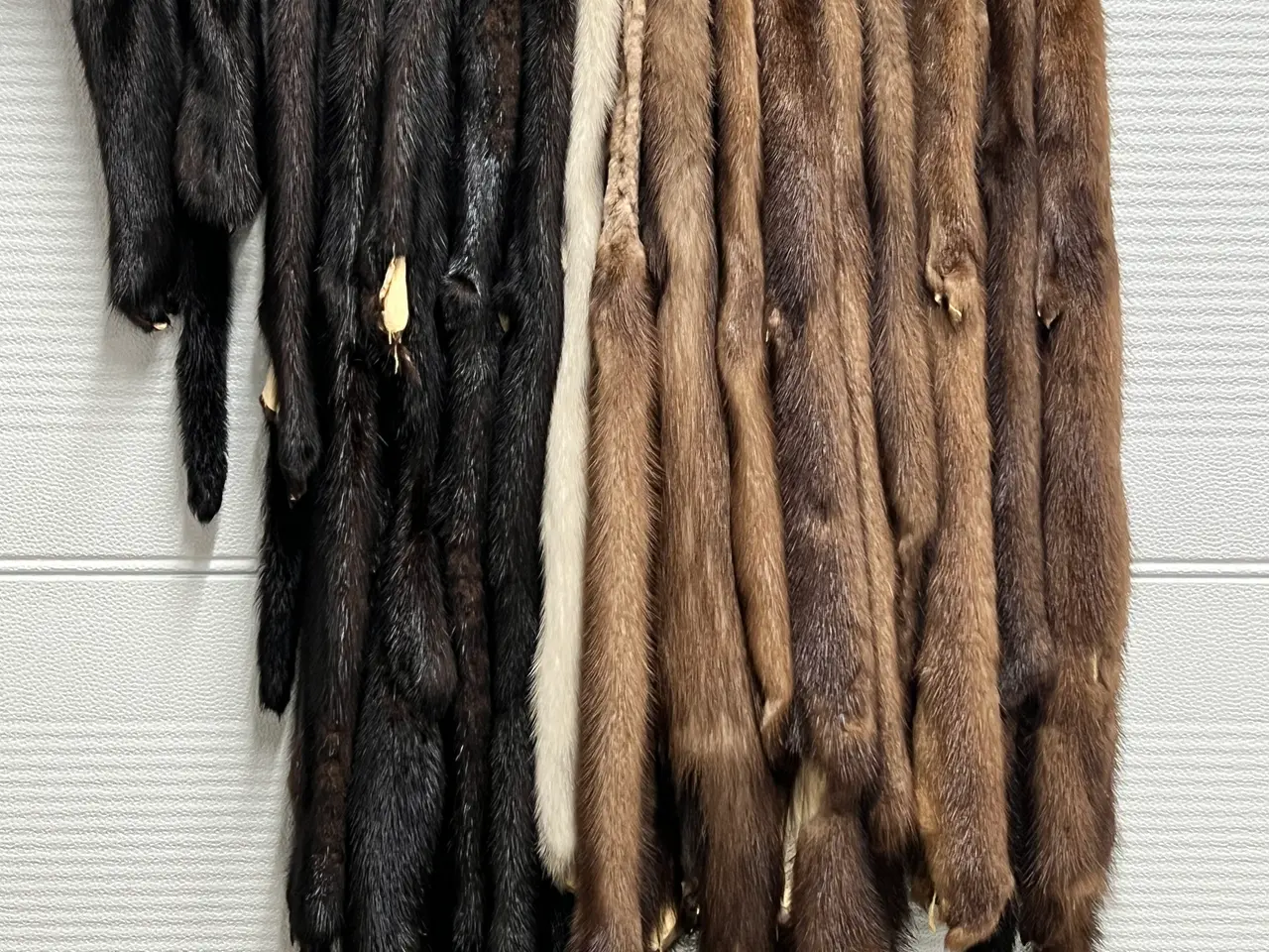 Billede 1 - 15+ minkskind 
