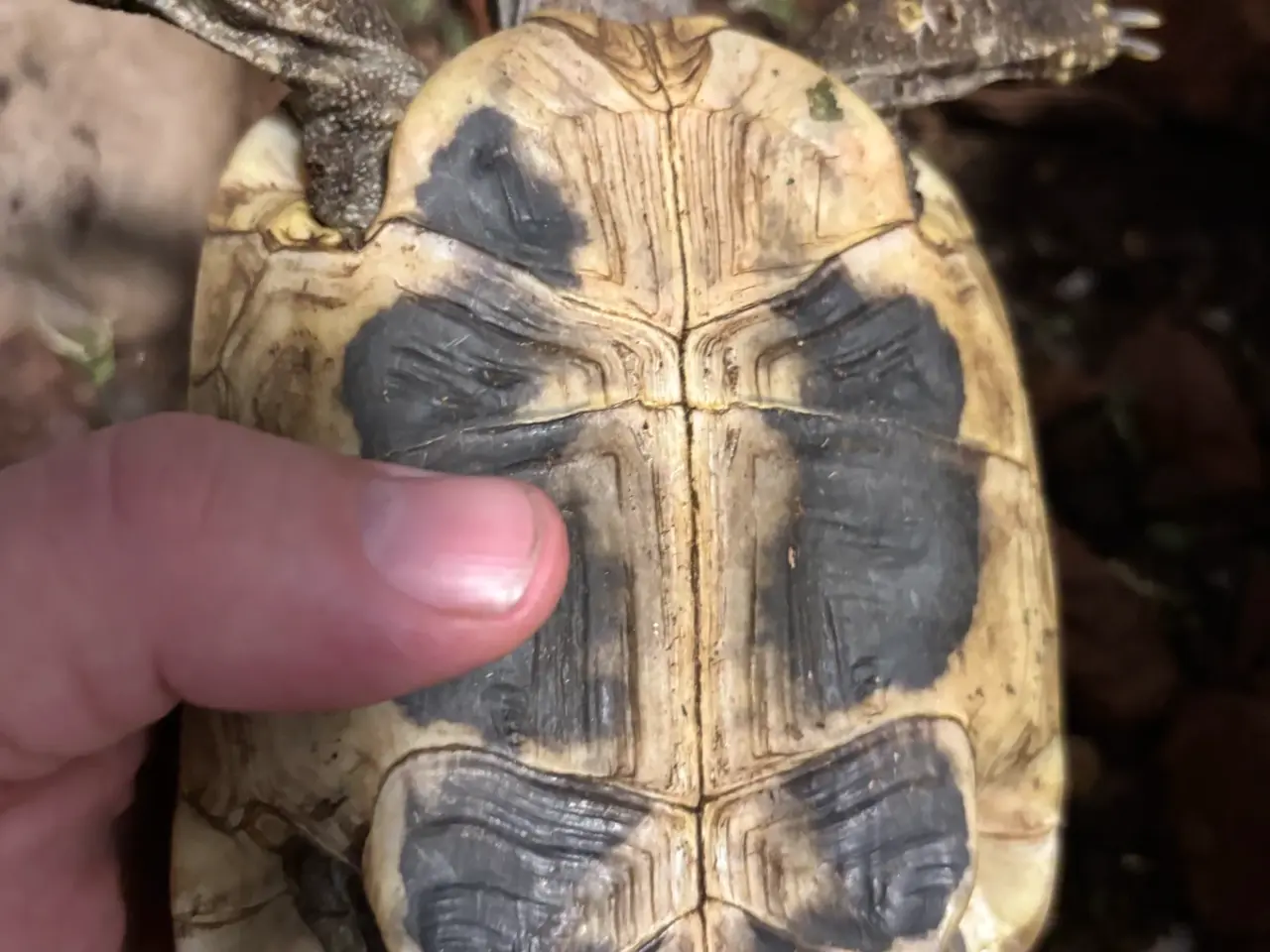 Billede 4 - Græsk landskildpadde