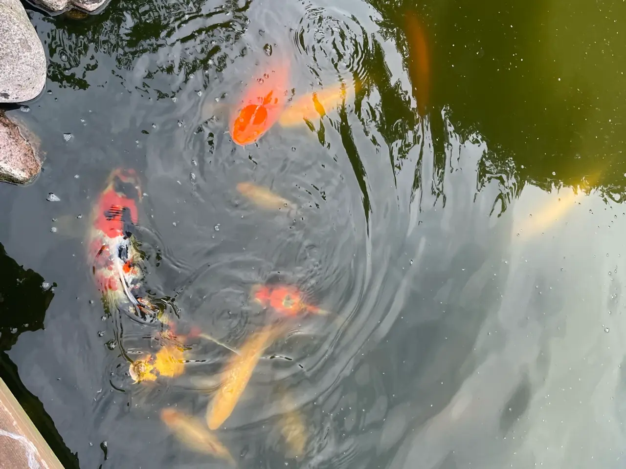 Billede 20 - Koi karper 20 til 45 cm