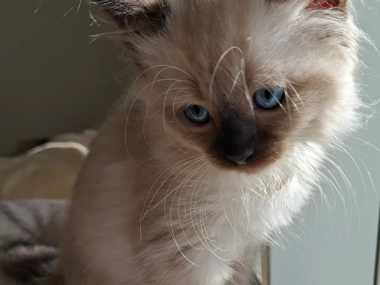 Billede 9 - Skønne Ragdoll killinger 🐾🤎