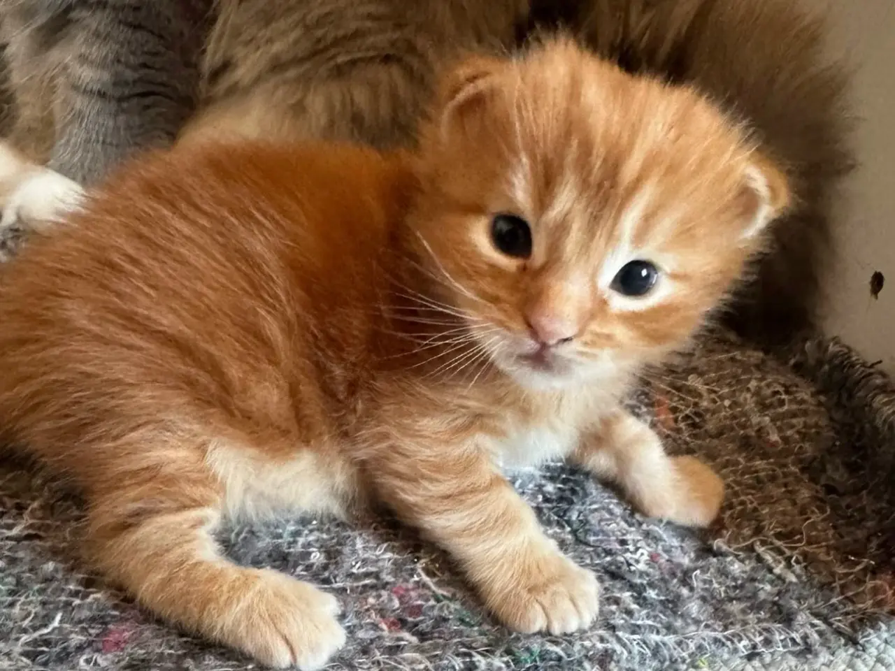 Billede 20 - Maine Coon hankilling