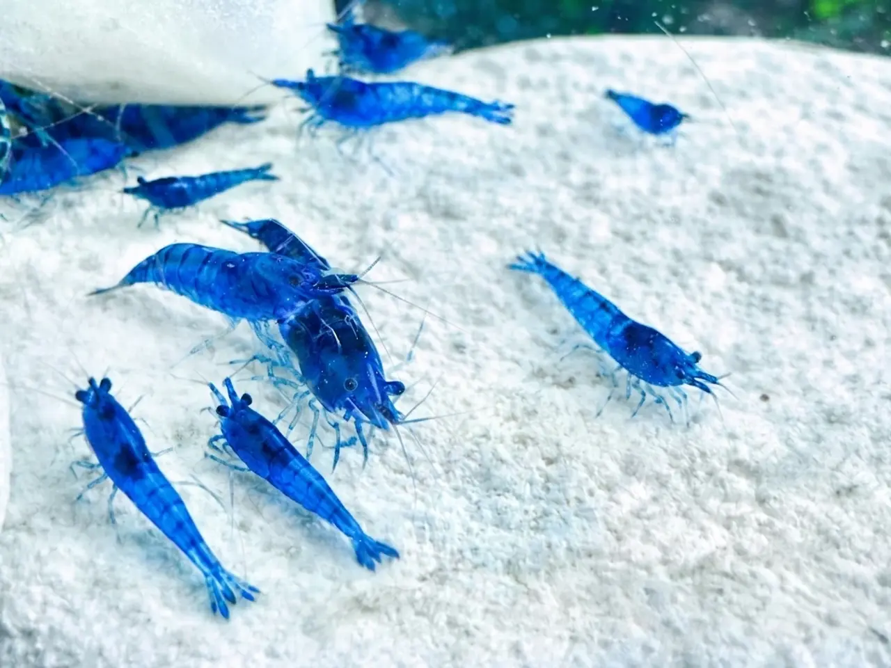 Billede 6 - 💙Flotte blå rejer