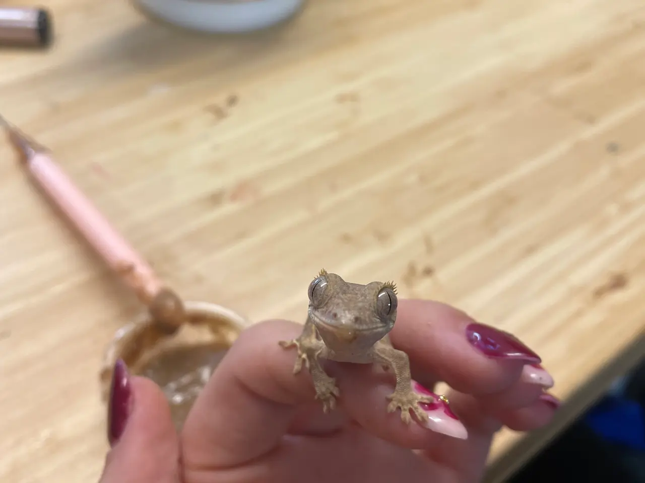 Billede 1 - Kronegekko unge til salg 
