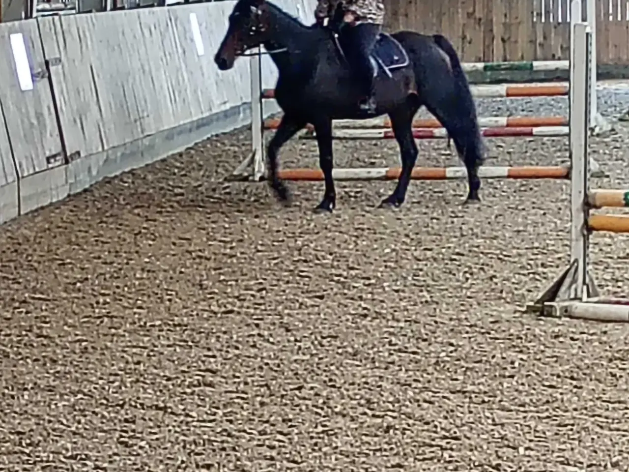 Billede 1 - Min elskede hest Enson