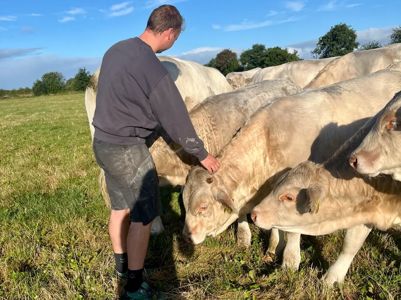 Billede 5 - Charolais tyrekalve